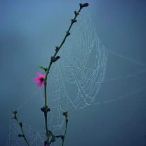 spider web on stem. pink flower. blue background.
