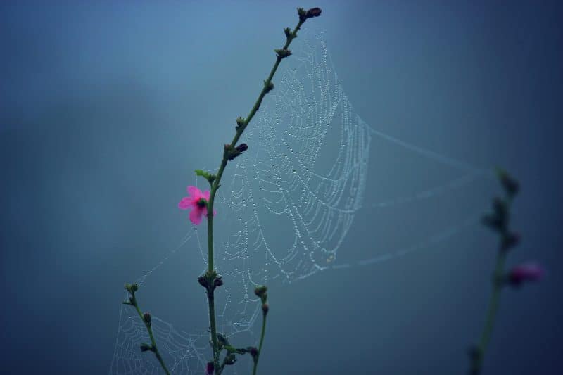 spider web on stem. pink flower. blue background.