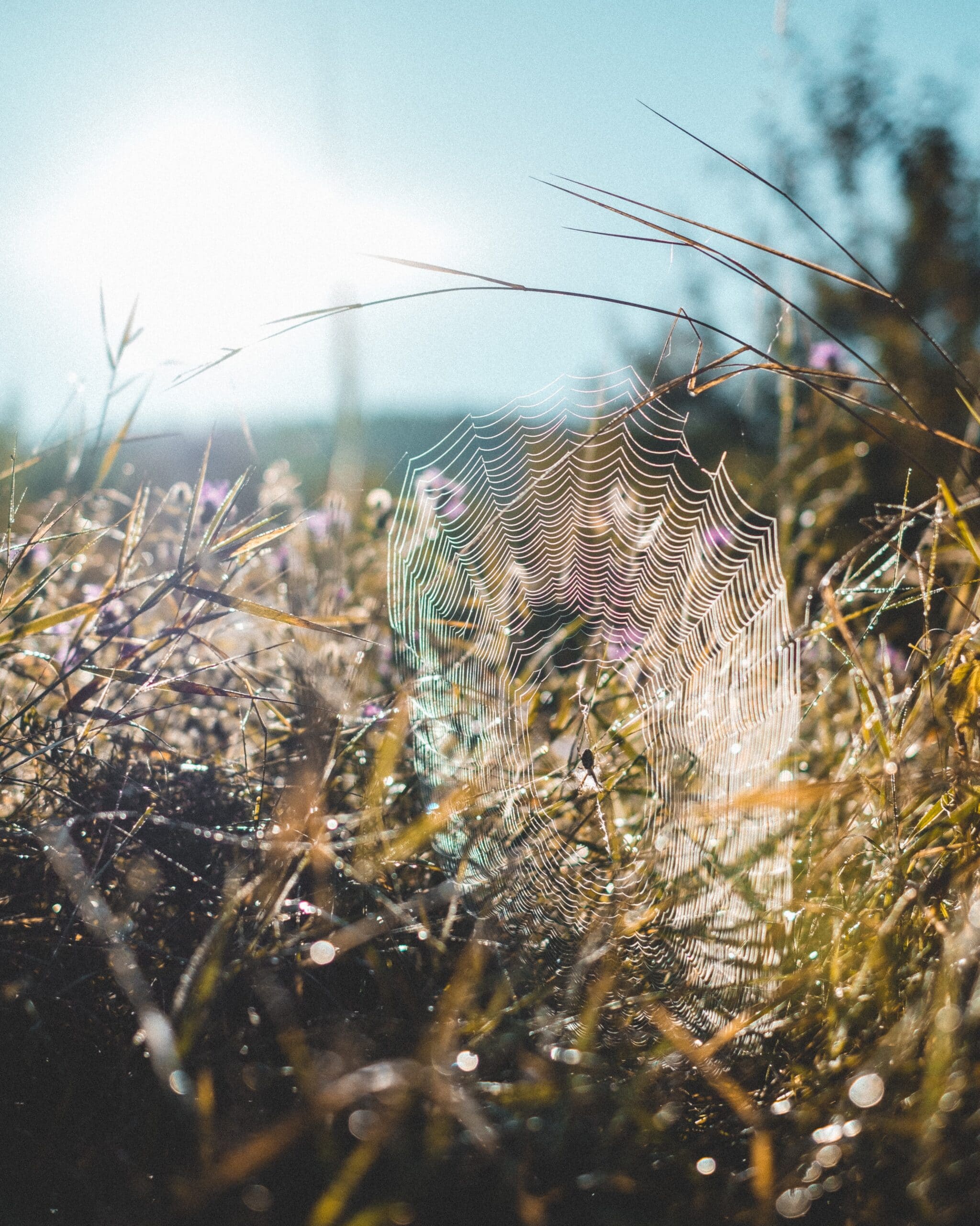 spider web in field against blue sunny sky